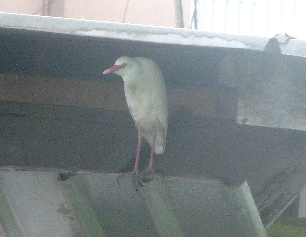 Guardiabuoi
